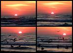 (13) dawn montage.jpg    (1000x720)    283 KB                              click to see enlarged picture